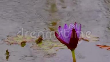 雨中紫睡莲.